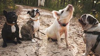 A Pig Named Olive Thinks She Is A Puppy And Does Everything Like A Dog, Including Barking At The Sky