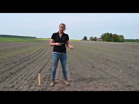 Live vom Acker – Tipps und Tricks aus den Regionen: Maisherbizide