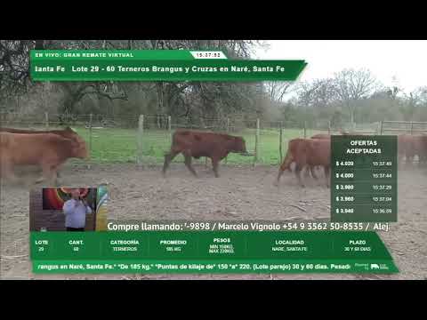 21-08-25 - Remate Virtual de Alianza Ganadera - Porteña, Córdoba