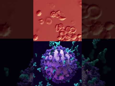 IA descubre posibles antibióticos contra bacterias resistentes