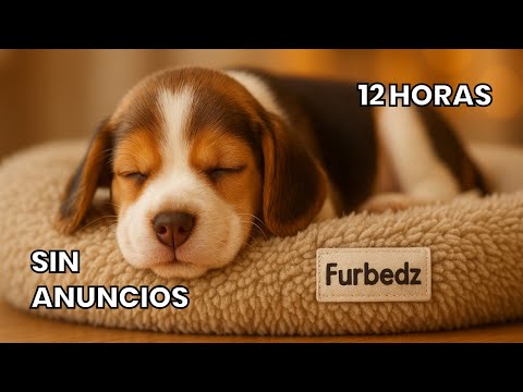 12 Horas de Música Relajante para Cachorros que No Pueden Dormir Solos