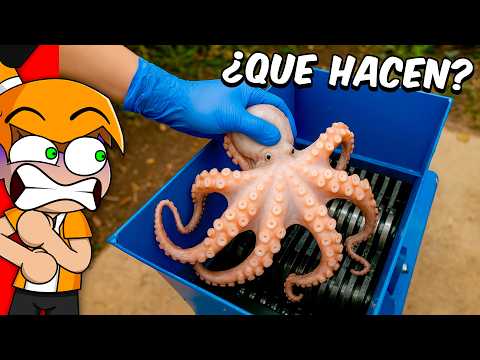 CRUSHER VS REAL-LIFE OBJECTS 😱 | Palmita REACTS