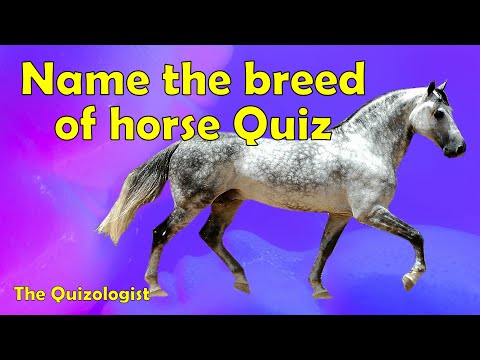 Types of horse quiz