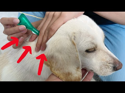 How to put Frontline flea medication on your dog! 2022