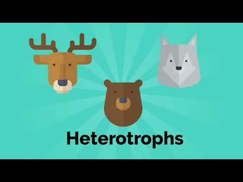Lesson 14 Fun Facts - Greenland Food Chains