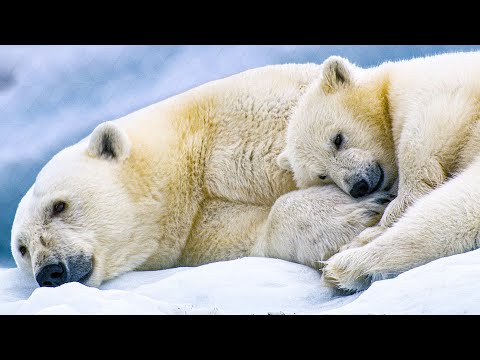 Tráiler Osa Polar 2022