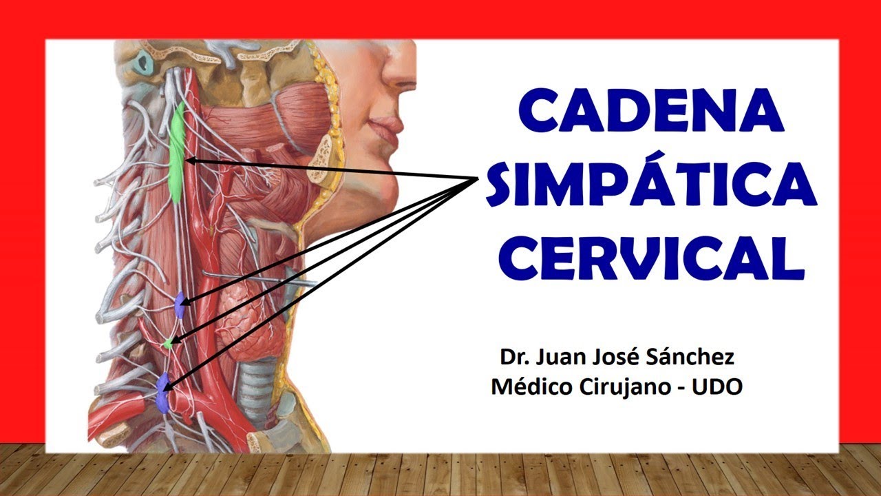 🥇 CADENA SIMPÁTICA CERVICAL. Fácil, Rápida y Sencilla