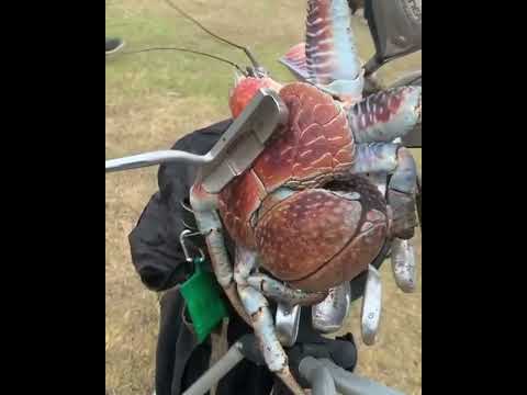This Enormous Crab Ruined An Australian Golfer's Round Of Golf