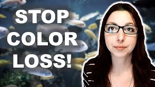 Why Your Fish Is Losing Color | Top 5 Reasons