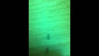 Odopt an animal! Please watch this video