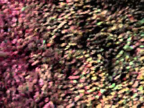 download lagu mp3 mp4 Grindley Cream Petal Tea Set, download lagu Grindley Cream Petal Tea Set gratis, unduh video klip Grindley Cream Petal Tea Set