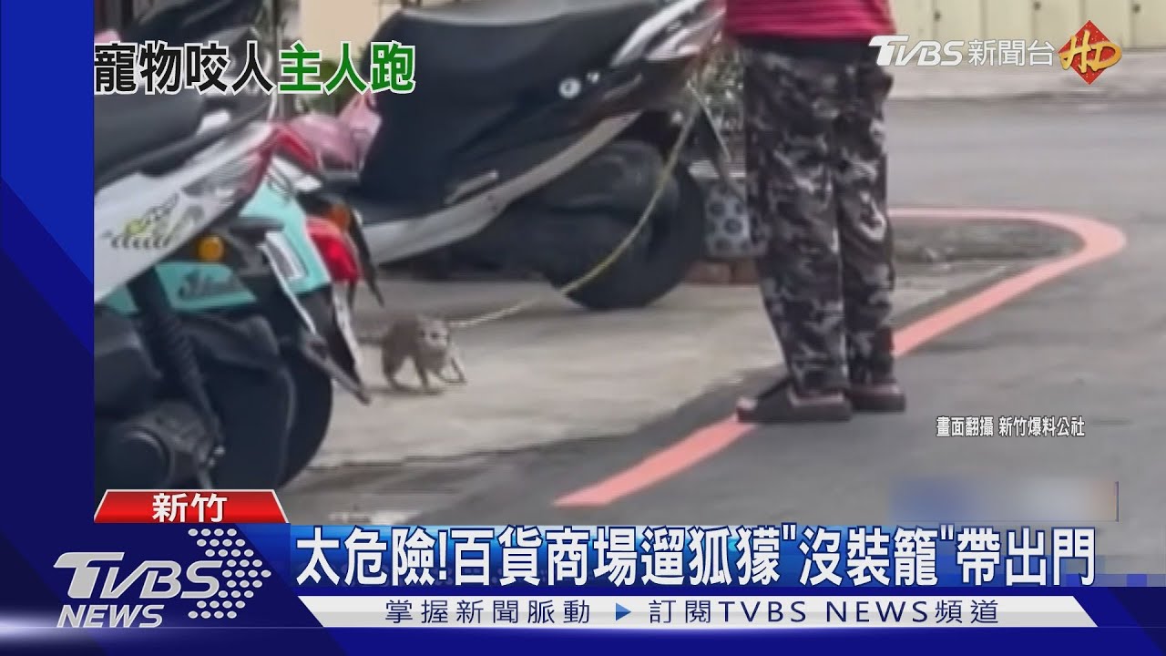 「狐獴」逛街暴衝咬人！飼主竟「看一眼就跑」