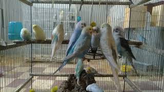 🍀DIY初心者でも作れるインコ天国