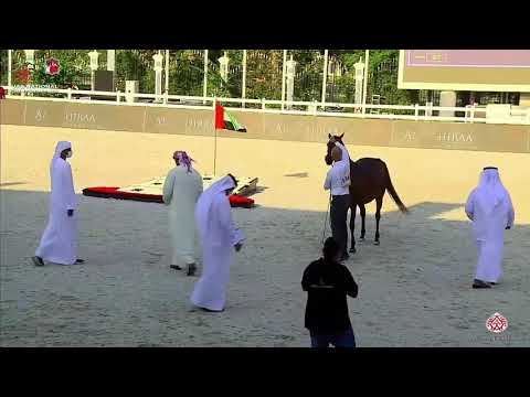 N.134 MARIA ALYAH - UAE National Championship 2020 - Mares 4-6 Years Old (Class 4B)