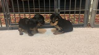 Video preview image #1 Yorkshire Terrier Puppy For Sale in ALLEN, TX, USA