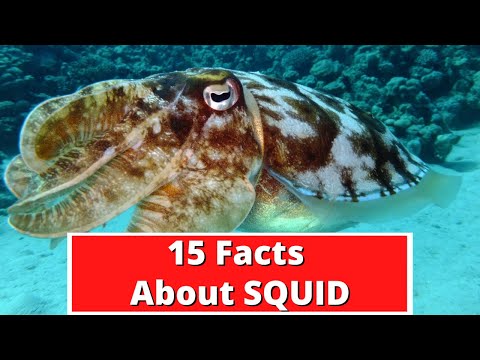 15 Facts About Squid | Global Facts Video