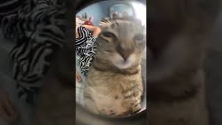 Download lagu Mentahan video kucing mp3 Download lagu Mentahan video kucing mp3