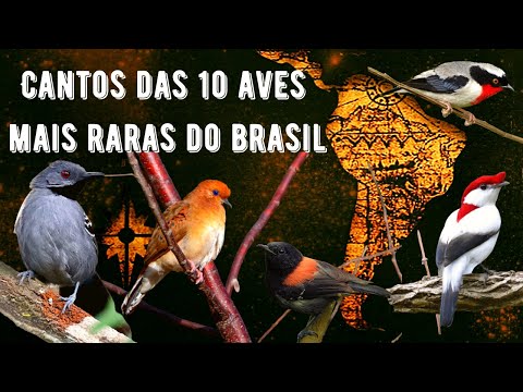 CANTOS DAS 10 AVES MAIS RARAS DO BRASIL! - (AVES QUASE EXTINTAS) | OS PÁSSAROS MAIS RAROS DO BRASIL!