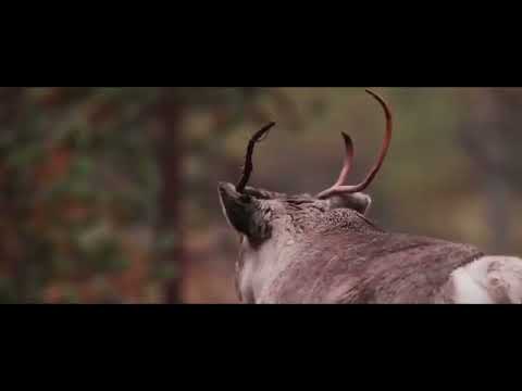 A reindeer‘s Journey 2019: wolves preparing for a hunt￼