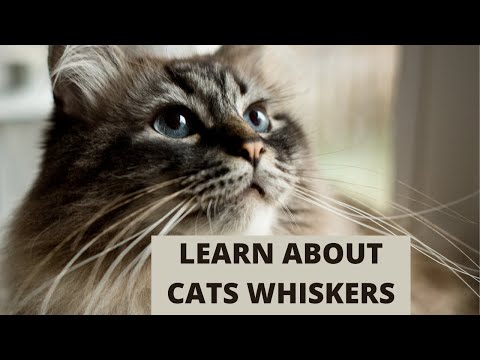 Why Do Cats Have Whiskers? Lets Learn!