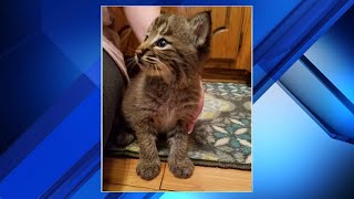 Family&#39;s new kitten turns out to be a bobcat