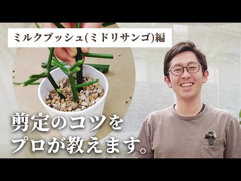 ハープブッシュ、プレクトランサス 植物