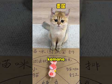 si kucing hokinya kebangetan 🤣 #shorts