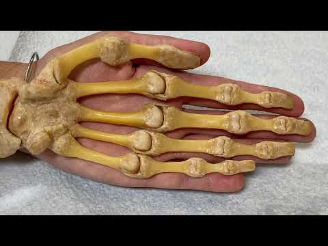 Hand Bones