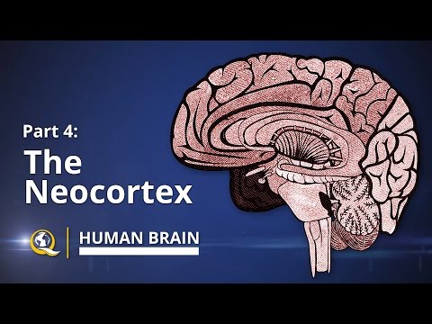 Neocortex - Human Brain Series - Part 4