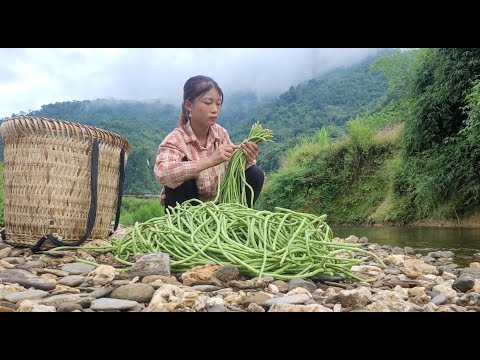 Colhendo feijão para vender no mercado, fazendo jardinagem e se preparando para cultivar hortaliças