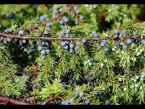 Можжевельник обыкновенный