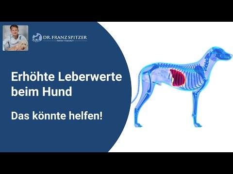 Erhöhte Leberwerte beim Hund (ALT, AST, GLDH) - das könnte helfen!