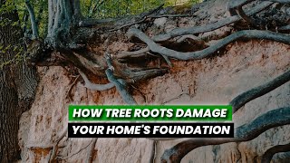 How Tree Roots Can Damage Your Home
