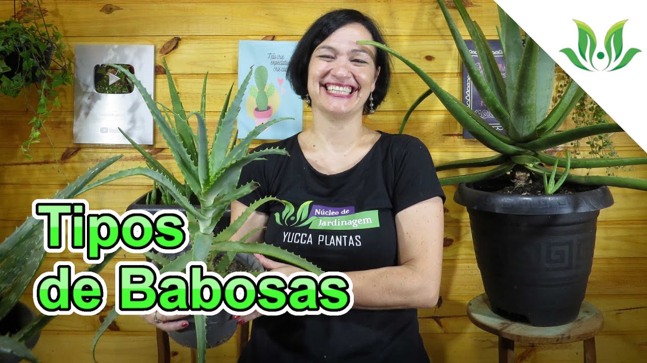 Tipos de Babosas