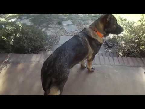 Our male gsd with hip dysplasia, what we notice the most.