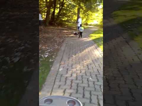 Kasim had it so much fun with dogs