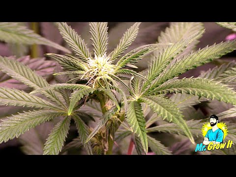 FLOWERING WEEKS 1-3 GROWING CANNABIS INDOORS! - STRETCHING PHASE