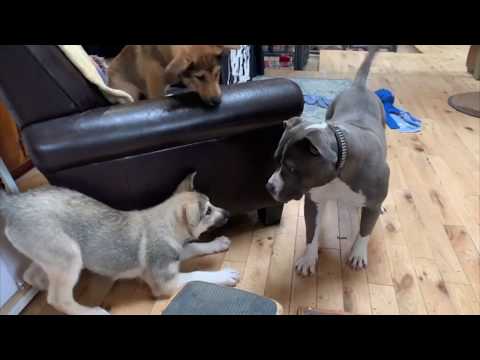 Big Pups!, an adopted Husky & German Shepherd Dog Mix in Oakland, CA_image-1