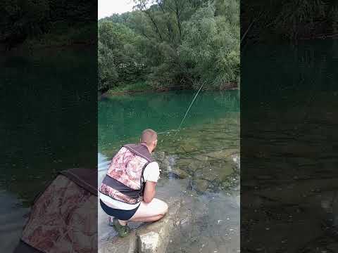 Drinska plotica na muvu