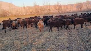 look what these little sheep are doing. 04