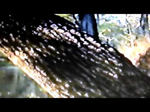 Drew The Architect, Cat Soup & Hnrk - Støv [Official Video]