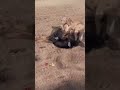 Pitbull ️ Surrey Aale