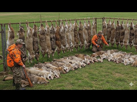 How do North American hunters deal with millions of wolves and wild boars?