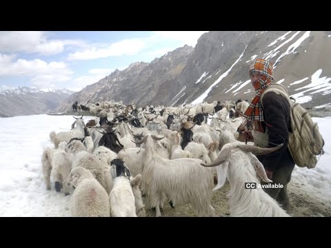 ایک چرواہا کا دورہ (انگریزی ذیلی مضامین کے ساتھ) سے Kinnaur تک سپتی اور پیچھے سے 