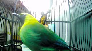 Download lagu 012 Suara Mempesona: Suara Burung Tropis untuk Relaksasi (burung gagak berleher cabang, burung pipit kukuk, burung murai bersuara keras) mp3 Download lagu 012 Suara Mempesona: Suara Burung Tropis untuk Relaksasi (burung gagak berleher cabang, burung pipit kukuk, burung murai bersuara keras) mp3