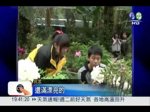 牡丹花提前盛開! 杉林溪花團錦簇