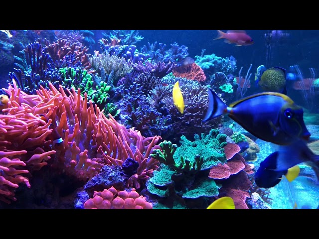 My 380 Gallon Reef Tank