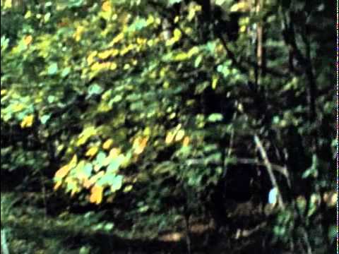 The Last House On The Left (1972) Official Trailer