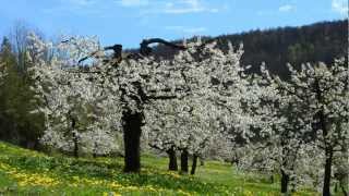 preview picture of video 'Die Kirschblüte bei Leutenbach am Walberla - Fränkische Schweiz'