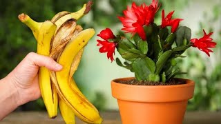 Bloomed immediately! 1 peel for any home flower and lush flowering is guaranteed!